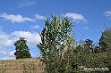 VBS_5257 - La solita strada... il grano da crescere, i campi da arare...